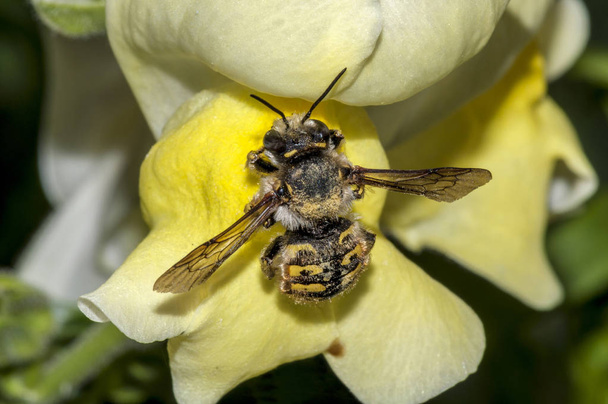 Macro di un'ape (bombus terrestris) ricoperta di polline, che atterra su un fiore giallo (Antirrhinum majus) pronto a bere nettare
 - Foto, immagini