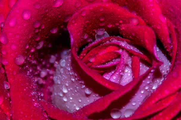 Makroaufnahme einer schönen roten Rose nach einem regnerischen Tag voller Regentropfen - Foto, Bild