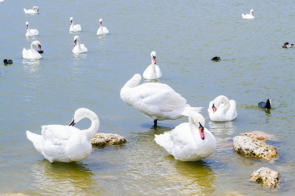 Swan lake with white and black swans and other birds - Foto, afbeelding