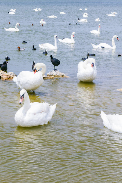 Swan lake with white and black swans and other birds - Fotografie, Obrázek
