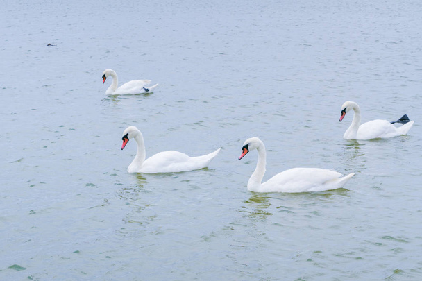 Swan lake with white and black swans and other birds - Foto, afbeelding
