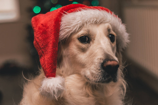 Bianco golden retriever con cappello di Babbo Natale guardando la fotocamera
 - Foto, immagini