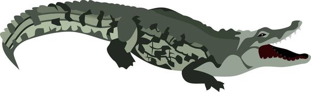 Krokodil hüllőállat-vektor illusztráció - Vektor, kép