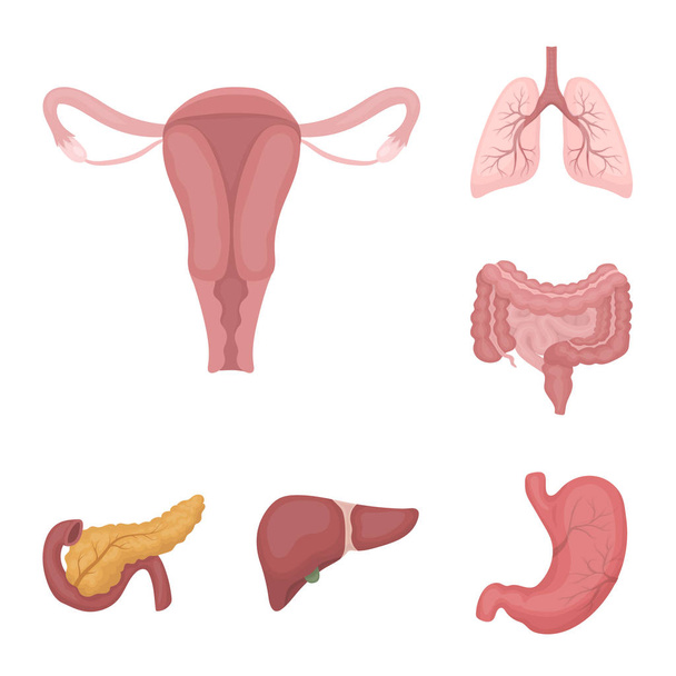 Internal organs of a human cartoon icons in set collection for design. Anatomy and medicine vector symbol stock web illustration. - Wektor, obraz