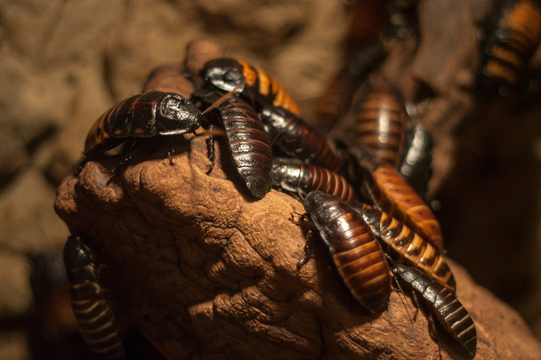 Мадагаскарские тараканы
 - Фото, изображение