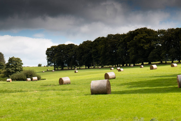 Hay najede v zelené oblasti na irském venkově - Fotografie, Obrázek