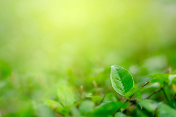 Leaves blur Fresh green grass (shallow DoF)  Natural green plants landscape using as a background or wallpaper - Photo, Image