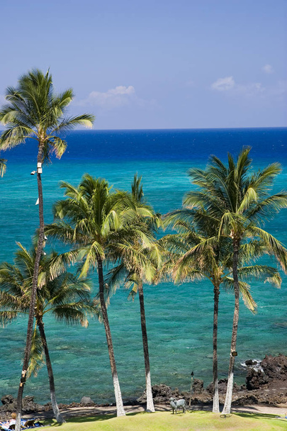 Playa de Snorkel Azure Hawaiian en la isla de Kona
 - Foto, imagen
