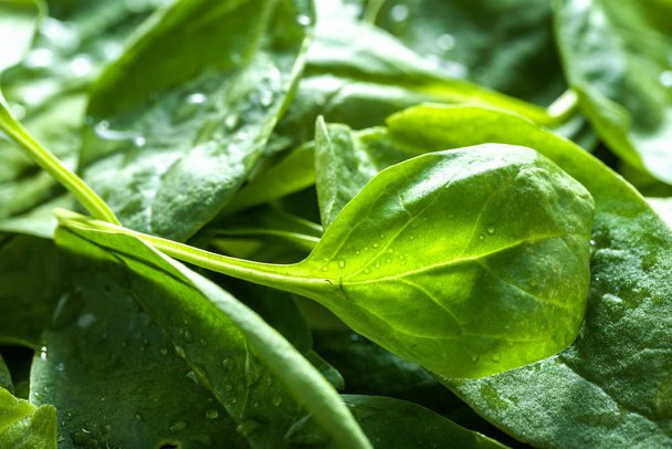 Baby spinach, background with vegetable leaves, green healthy diet and vegetarian food concept - Foto, afbeelding