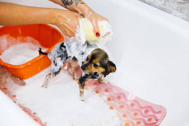 Grooming a dog - Foto, Bild