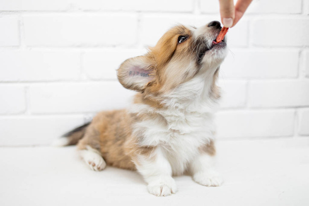 Cute Puppy on white background with human hand. - Foto, immagini