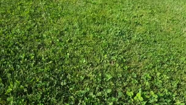 Female photographer using DSLR camera on grass - Video