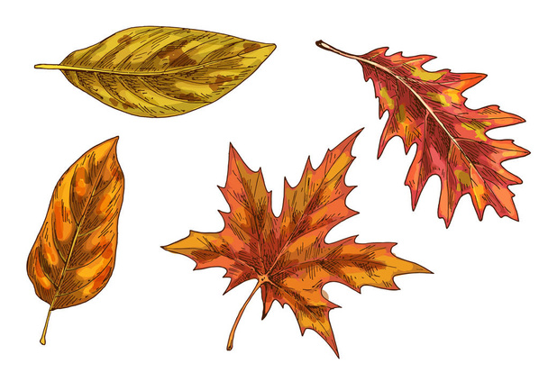 Farbenfrohe Herbstblätter und Beeren. Vereinzelt auf weißem Hintergrund. Einfacher Cartoon-Flachstil. Vektorillustration. - Vektor, Bild