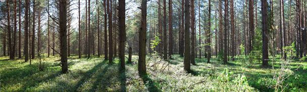 Beautiful panorama of the forest in summer. Pine forest. Lots of trees. Sunny day. Rural place. Wild vegetation - Zdjęcie, obraz