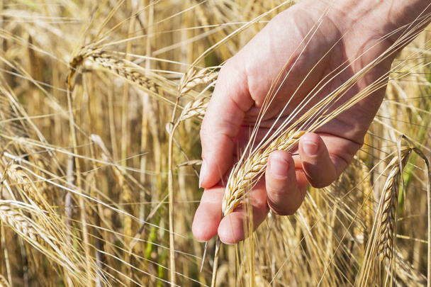 Пшениця на руці. Рослина, природа, жито. Врожай на фермі. Стовбур з насінням для хліба
. - Фото, зображення