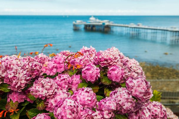 Beautiful Summer Day in  Llandudno Sea Front in North Wales, United Kingdom, view from the hill with hydrangea on the foreground - Photo, Image