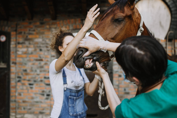 Woman veterinary checking horse health in stable - Foto, imagen