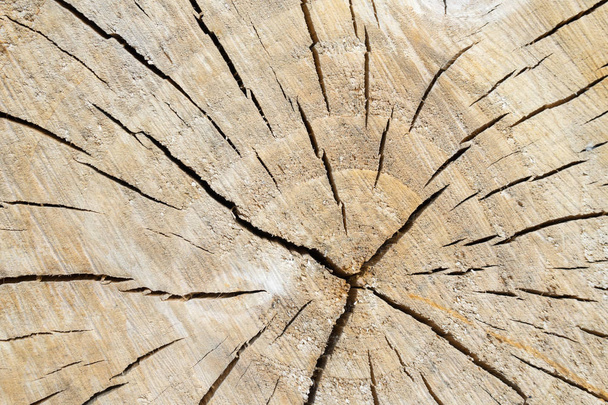 Cut wood with cracks. Place for your text. - Foto, Bild