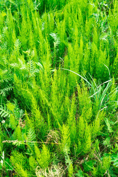Equisetum arvense, the field horsetail or common horsetail - herbal plant - Foto, Imagem