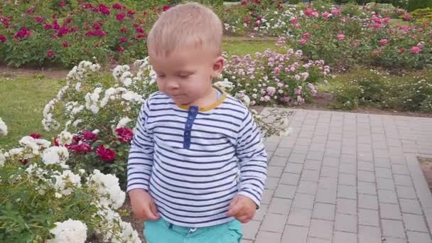little boyis playes with roses near the rose bush - Felvétel, videó