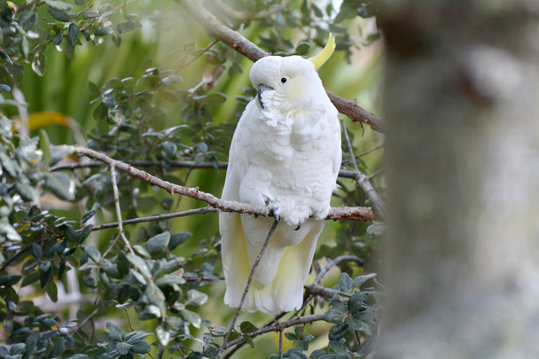 Kükürt tepeli kakadu bir ağaç dalı üzerinde oturmak. Avustralya, Yeni Gine ve bazı Endonezya Adaları ormanlık alanları bulunan son derece akıllı bir kuş olarak kabul. - Fotoğraf, Görsel