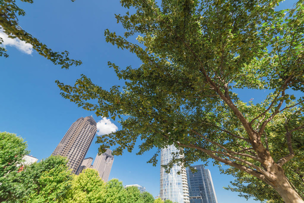Piękny zielony park miejski w centrum Dallas w słoneczny dzień. Niski kąt widoku drzewa bujną baldachim z nowoczesne budynki w tle chmura niebieski niebo. Publicznej rekreacji i koncepcji na świeżym powietrzu - Zdjęcie, obraz