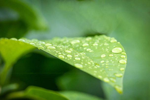 lähikuva vihreä lehti vesipisaroilla
 - Valokuva, kuva
