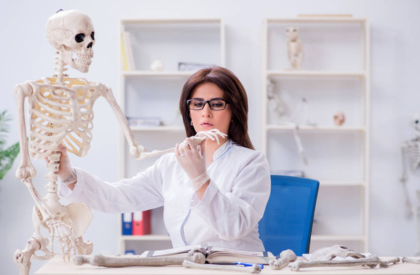 Доктор працює в лабораторії на скелеті
 - Фото, зображення