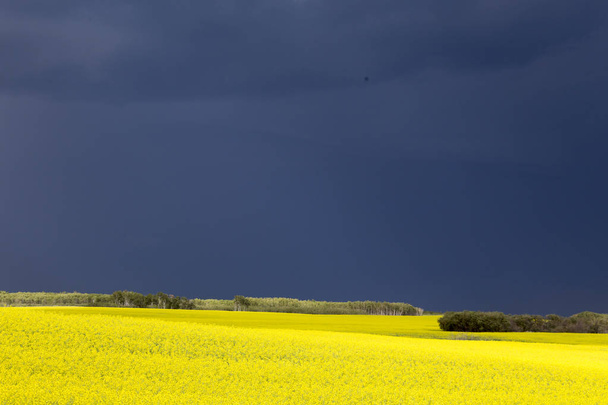 Chmury burzowe Prairie w wiejskim otoczeniu Saskatchewan Kanada - Zdjęcie, obraz