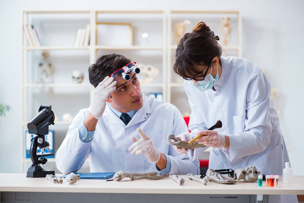 Professor untersucht menschliches Skelett im Labor - Foto, Bild