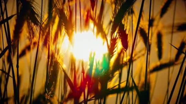 Západ slunce trávy v archivované 4k - Záběry, video
