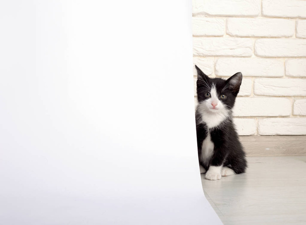 Cat hiding behind a white background in the studio - Photo, Image