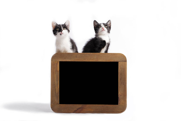 cut little kitten with frame shoot in studio on white background - Zdjęcie, obraz