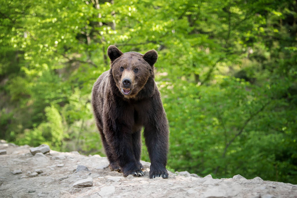Europejski niedźwiedź w lesie. Dzikie zwierzę w siedlisku natura  - Zdjęcie, obraz