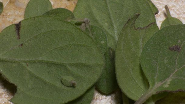La photographie des feuilles aromatiques
 - Photo, image