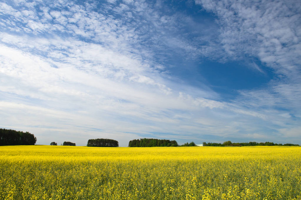 Rape field against the blue sky with clouds and forest, backgrou - Fotografie, Obrázek