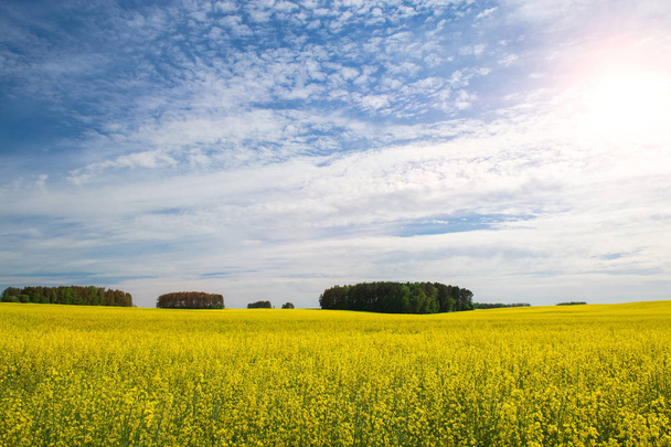 Rape field against the blue sky with clouds and forest, backgrou - Φωτογραφία, εικόνα