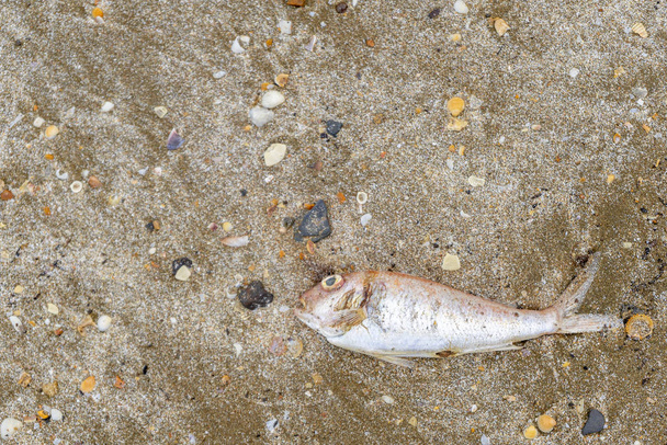 Dead fish on the beach near the sea - Photo, Image