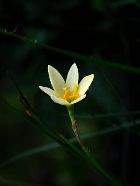 暗い背景の美しい雨ユリ花 (ゼフィランサス リリー) - 写真・画像