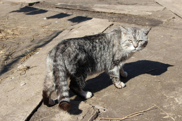 Scozzese gatto dritto guardando intorno in cortile. Bellissimo gatto dritto scozzese. Animali domestici - Foto, immagini