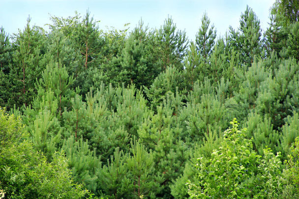 Pine forest with young pines and brushwood. Green forest with conifers - Foto, Imagen