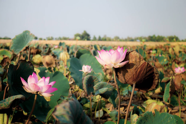 Lotus and dries leaves on field in the summer at sunlight. - Photo, Image
