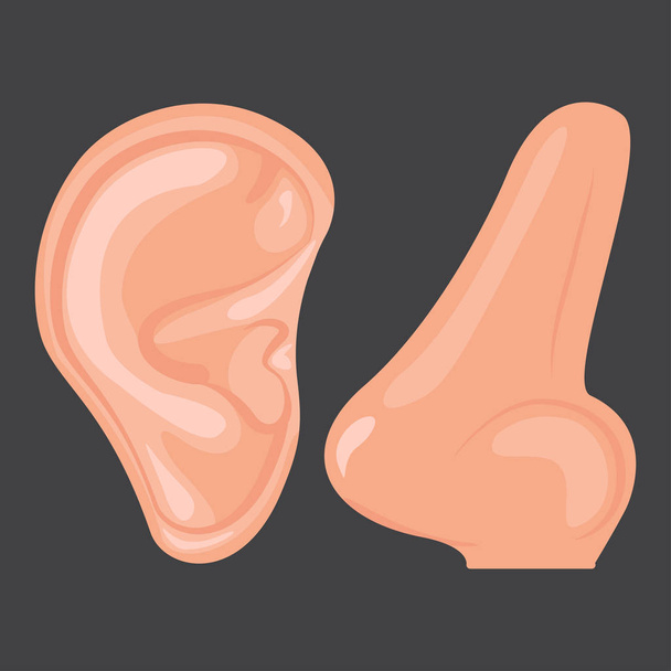 人間の耳、鼻 - ベクター画像