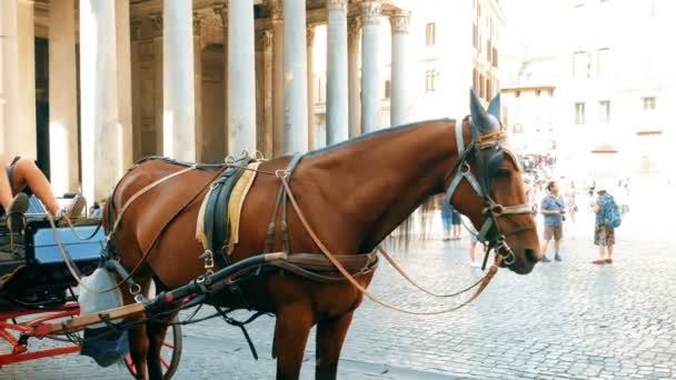 キャリッジとパンテオン、ローマに観光客をもたらす馬 - 映像、動画