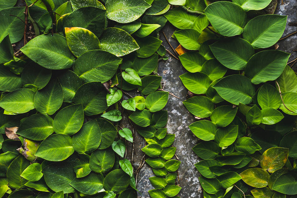 Kőfallal borított trópusi zöld növények - Fotó, kép