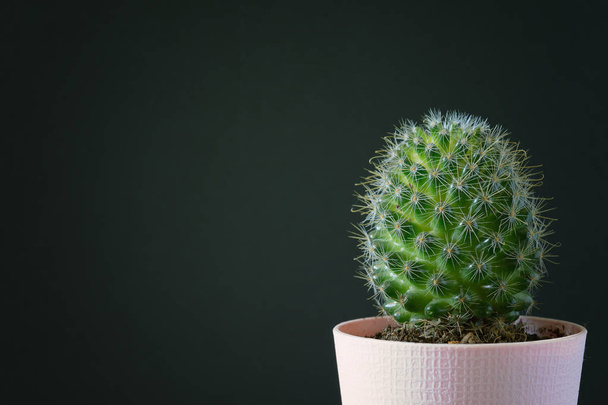 Un petit cactus dans un pot rose, sur fond noir. Espace pour le texte, espace de copie
. - Photo, image