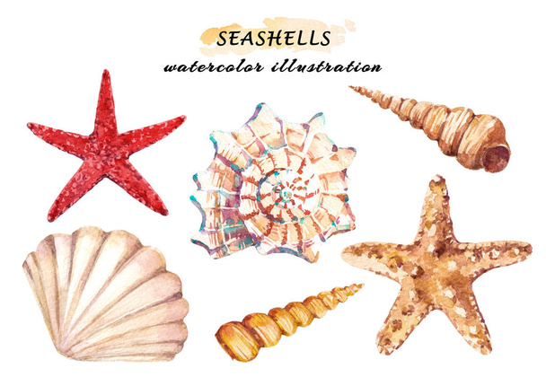 Watercolor set of underwater life objects - various tropical seashells and starfish. Hand drawn illustrations isolated on white background. - Photo, Image