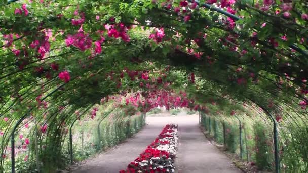 panning red rose archway - Footage, Video
