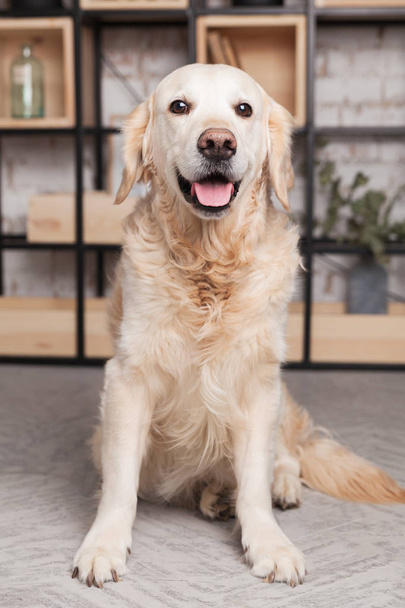 Happy golden retriever dog in loft modern living room  - Foto, Imagen
