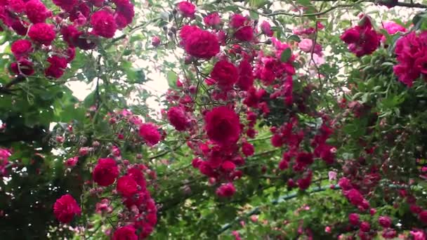 climbing roses hanging from arch - Footage, Video